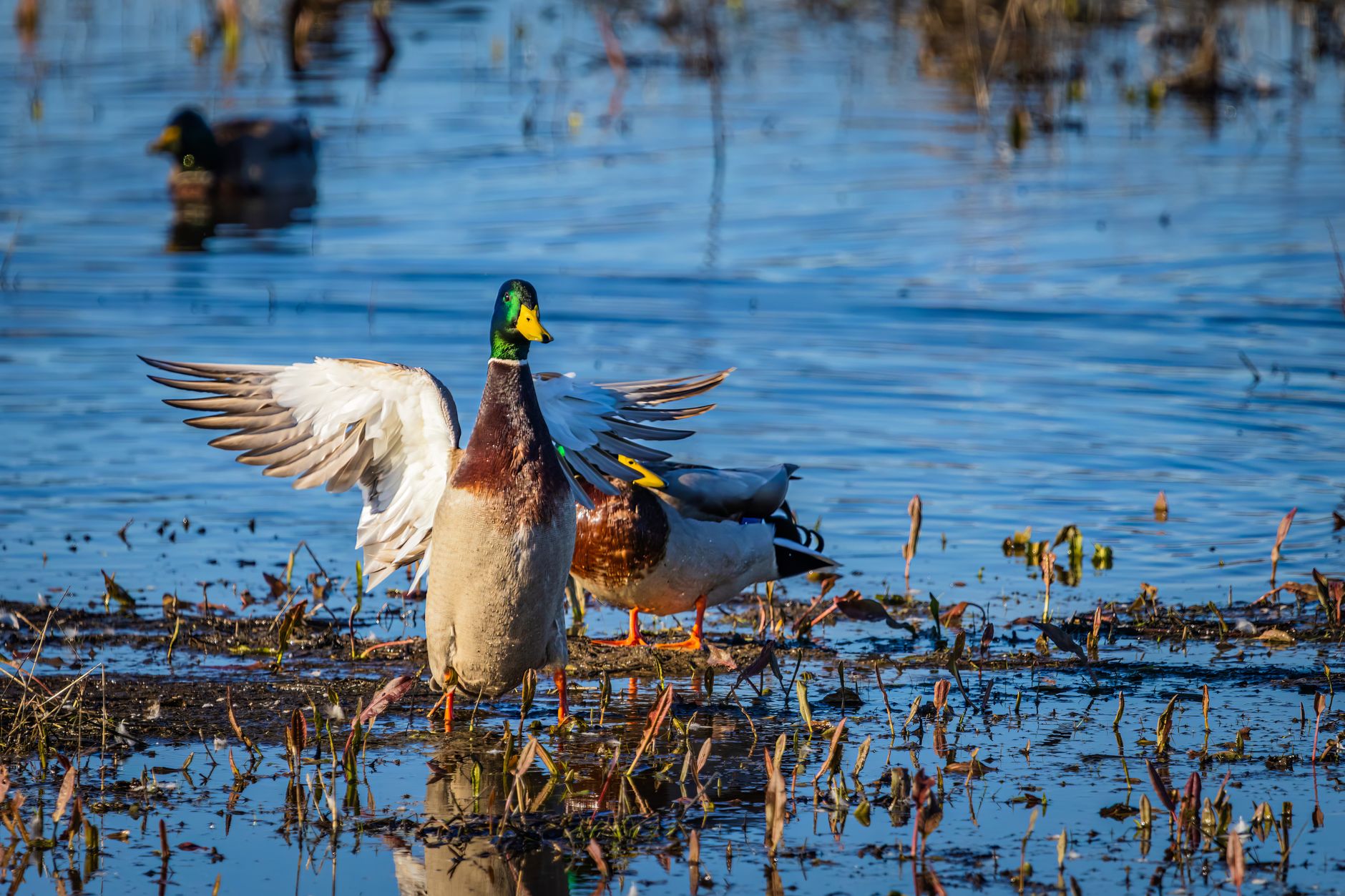 A full waterfowl layout, head to boots