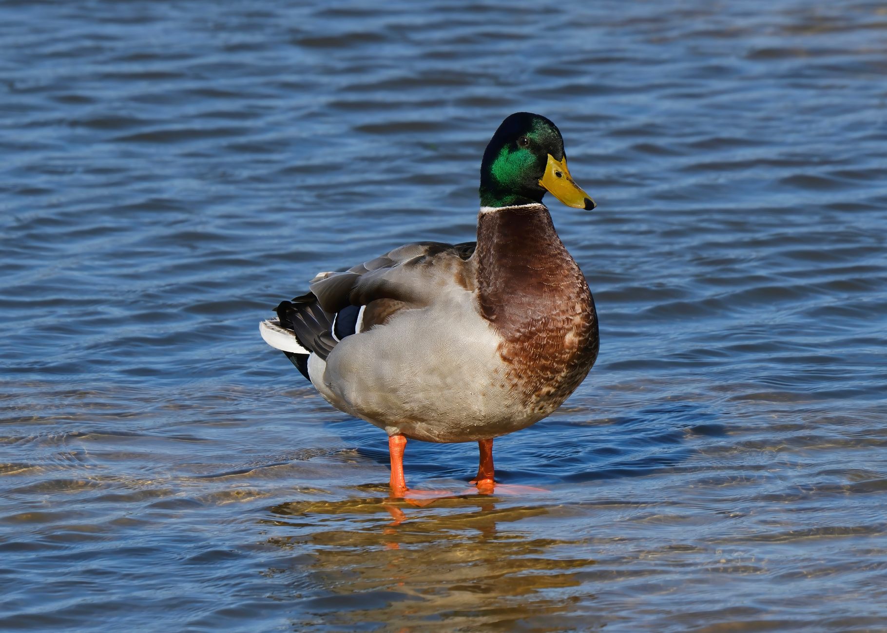A full waterfowl layout, head to boots