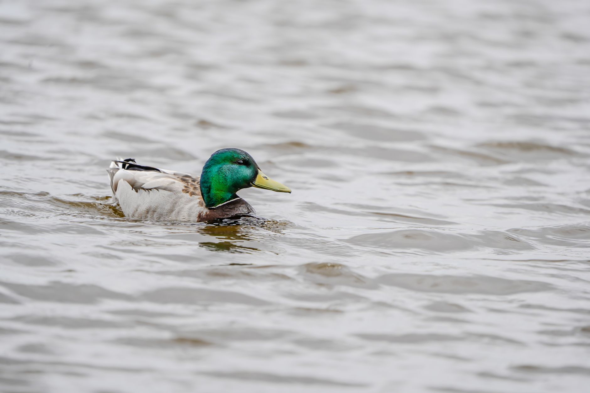 A full waterfowl layout, head to boots
