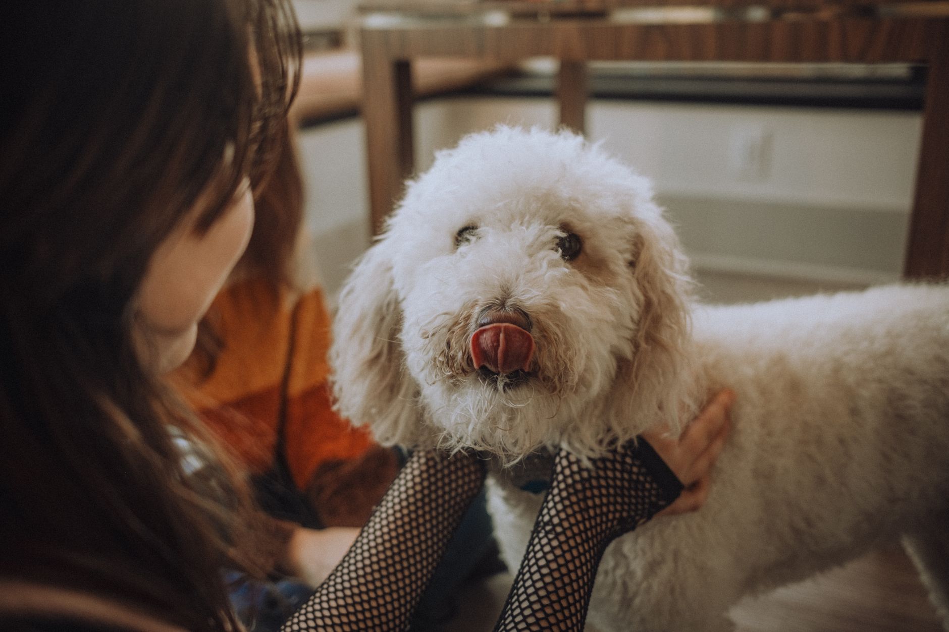 Airbnb Pet Policy Template Download: The 2026 Host's Legal Shield Against Bad Reviews