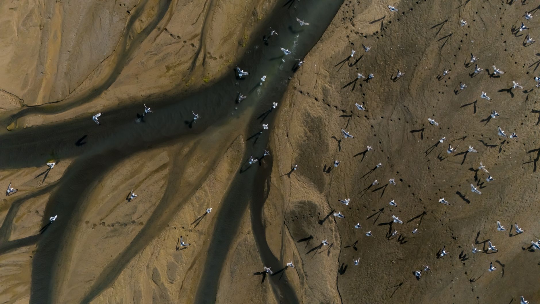 Best Drones for Wildlife Photography 2026: Silent Flyers That Won't Spook Your Subject