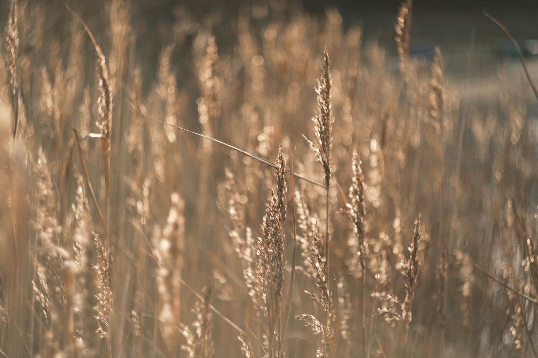 Best Wheated Bourbon for Beginners: Why Soft Wheat Mash Bills Are Dominating 2026
