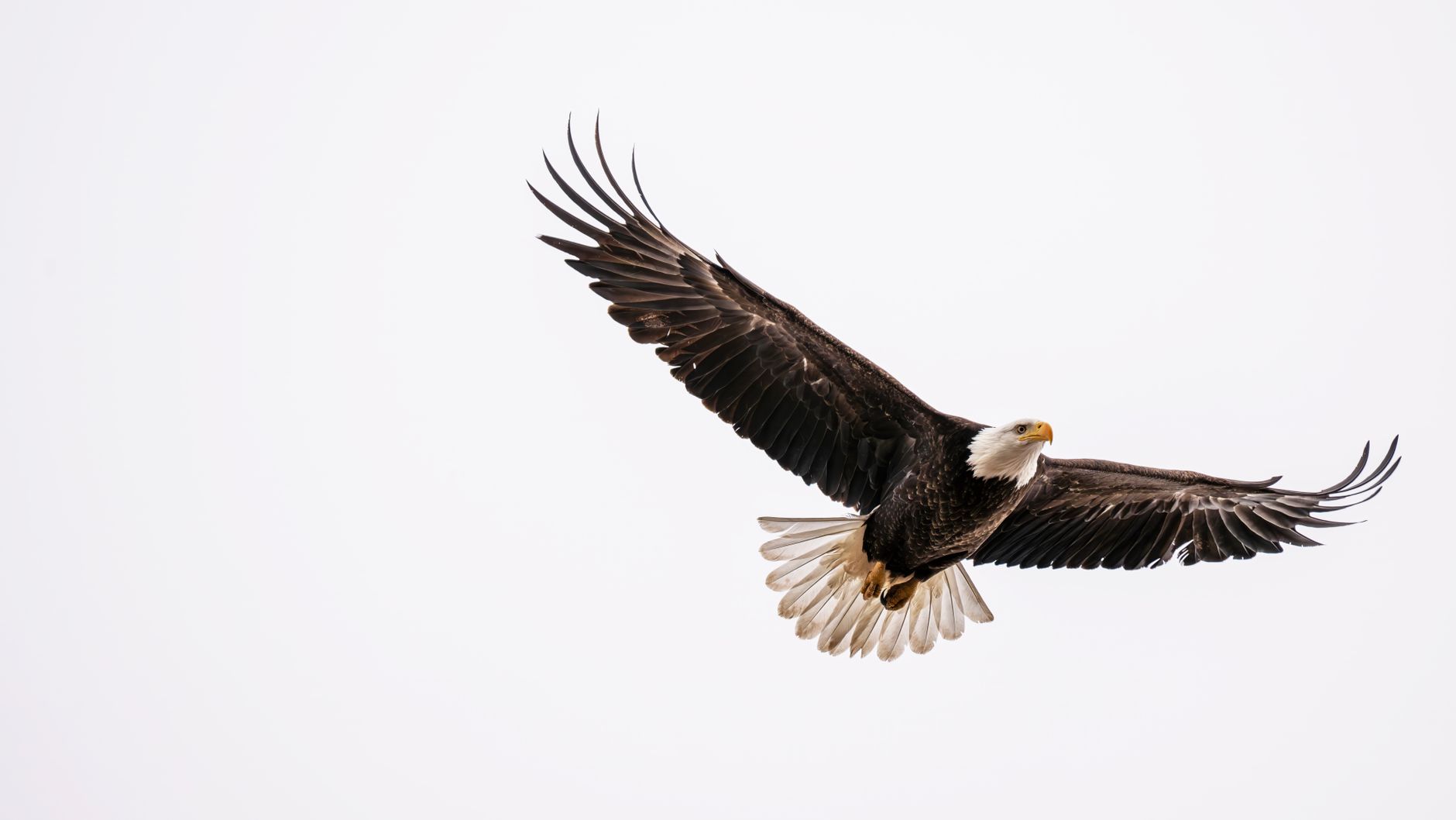 Big Bear Eagle Watching Gear Setup: The Minimalist Kit That Beats the Livestream Hype