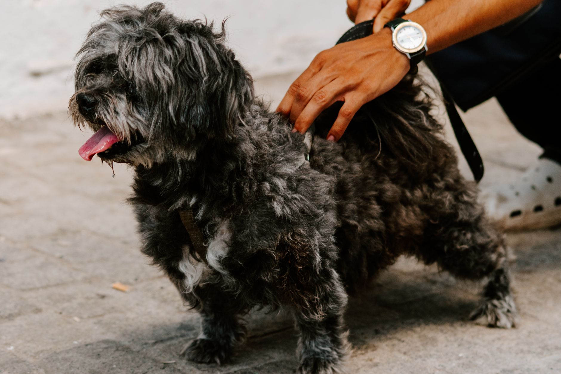 Bourbon Trail Pet Friendly Distilleries: The 2026 Guide to Bringing Your Dog Along