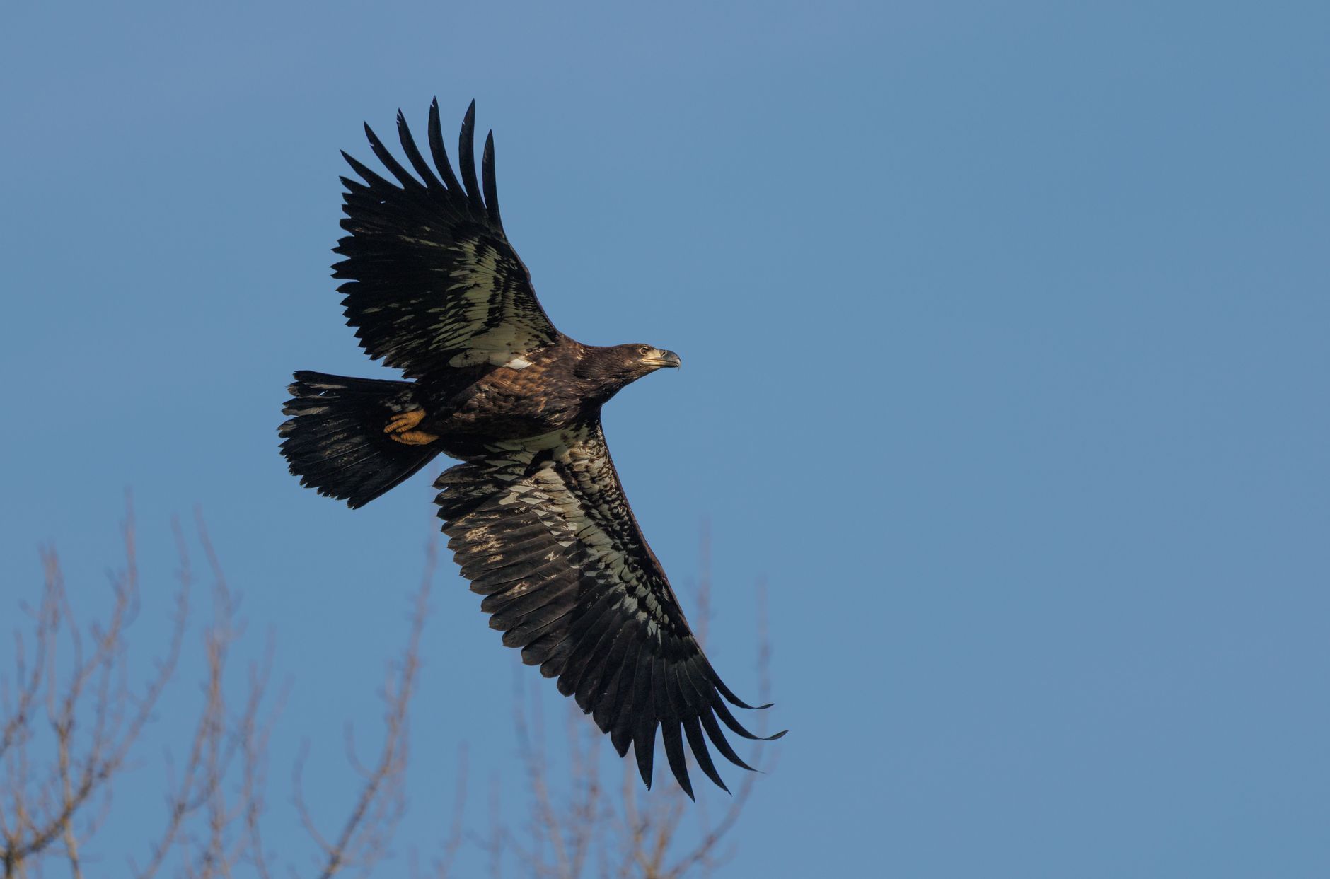 Eagle Watching Outdoor Gear Essentials: The Quiet-First Approach to Raptor Viewing in 2026