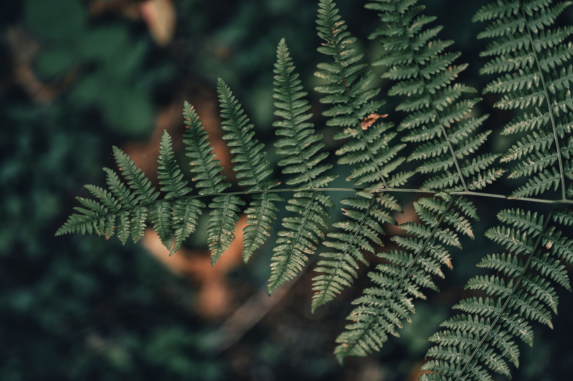 Evergreen Content Repurposing for SEO Longevity: The 6-Format System That Cut Our Refresh Cycle by 70%