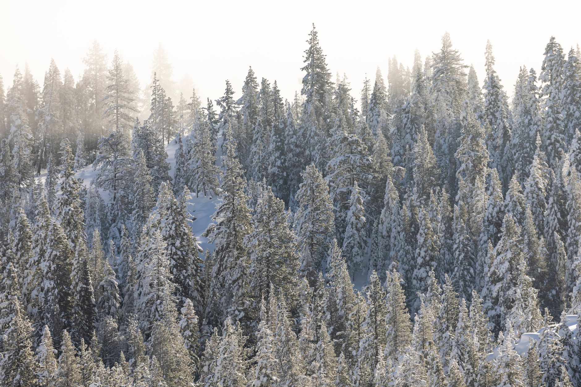 Evergreen Content SEO Strategy: The 2026 Traffic Anchor That Outlasts Algorithm Shifts