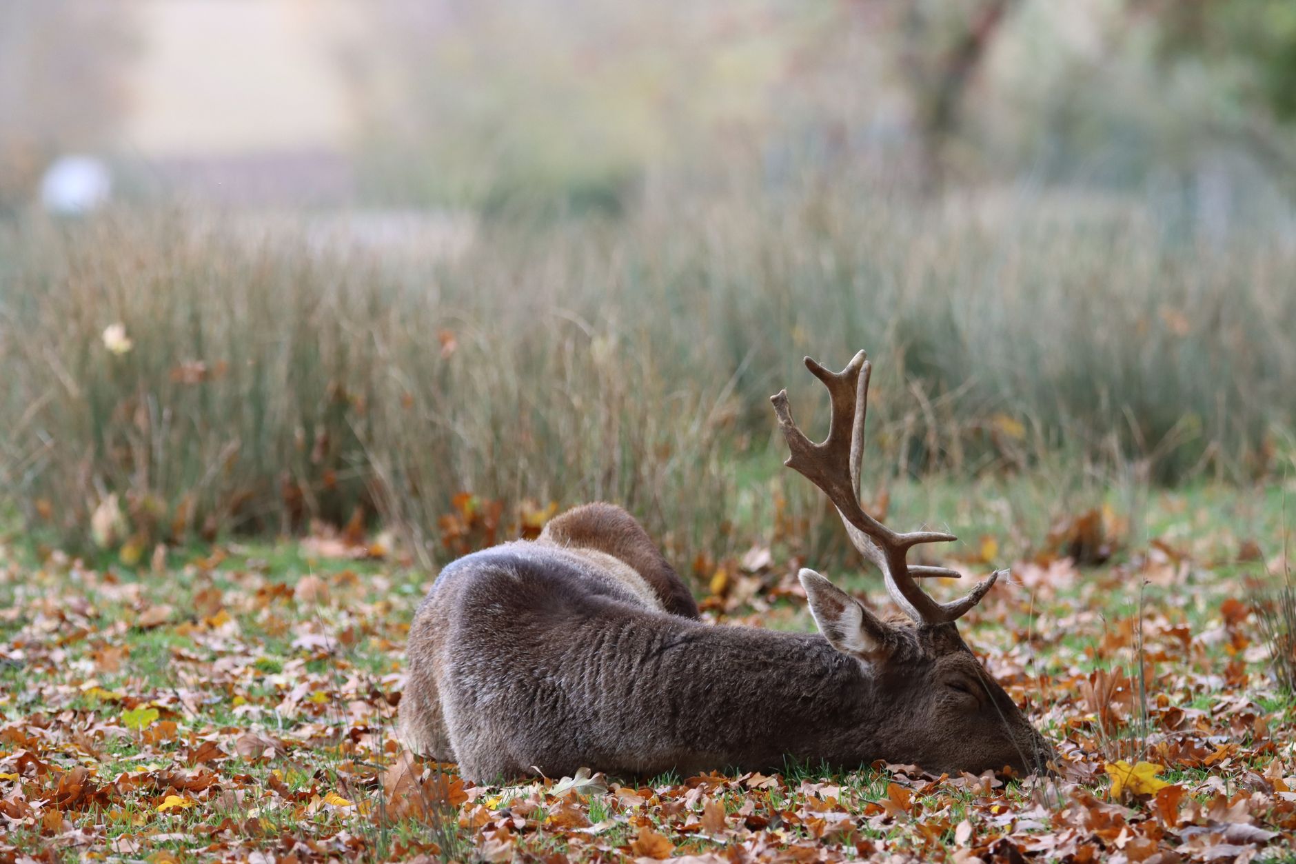 Everything for breaking down a deer