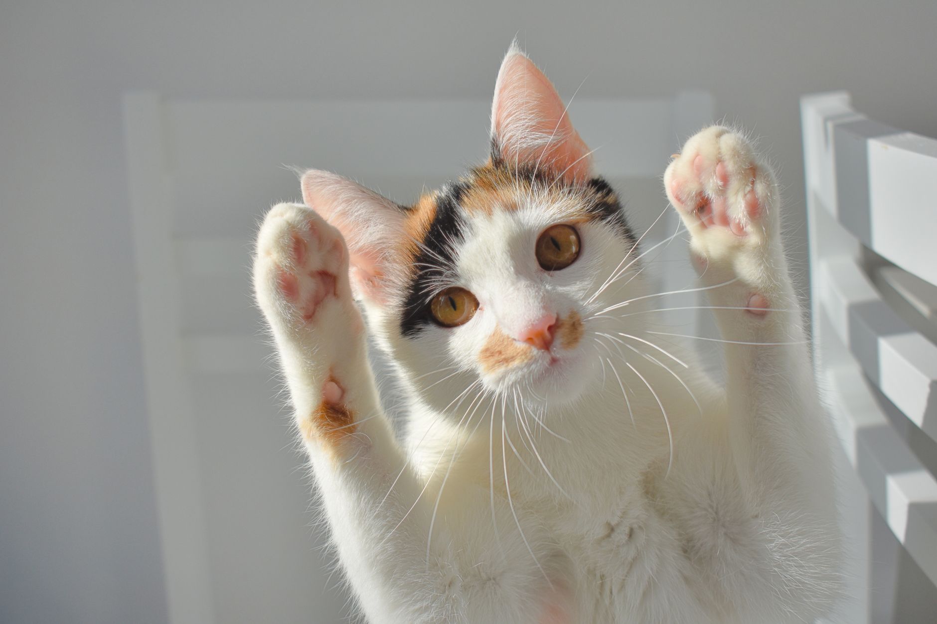 Funny Gifts for Cat Lovers: The 2026 Guide to Feline-Inspired Comedy