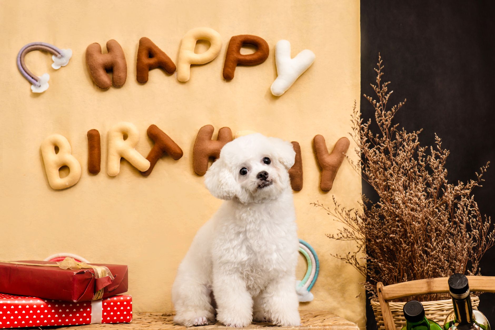 Funny Gifts for Dog Owners 2026: The Personality-Matched Guide That Actually Gets Tail Wags