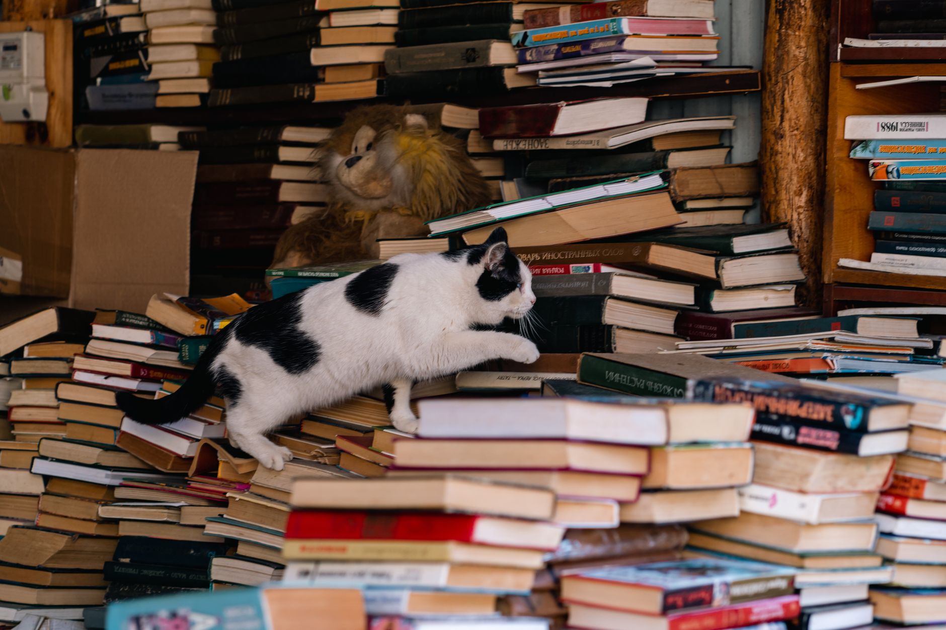 Gag Gifts for Book Lovers: The 2026 Guide to Literary Laughs That Actually Land