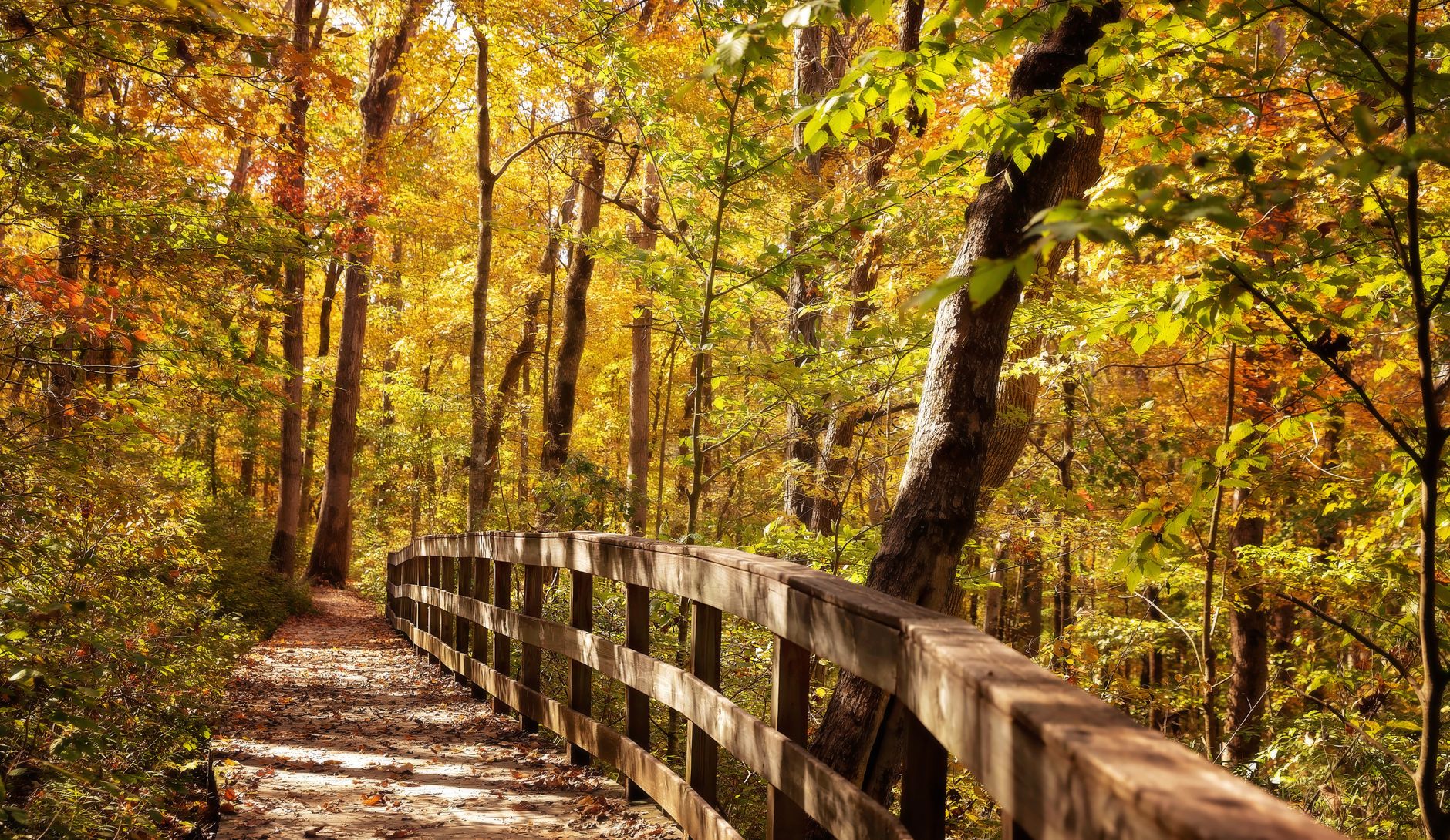 How to Get the Kentucky Bourbon Trail PDF Download Free Official (And Actually Use It)