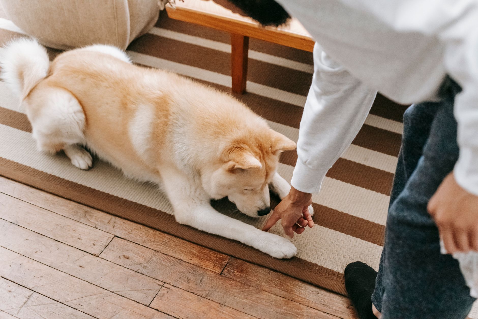 How to Remove Pet Urine Smell from Carpet: The 2026 Enzyme Method That Actually Works