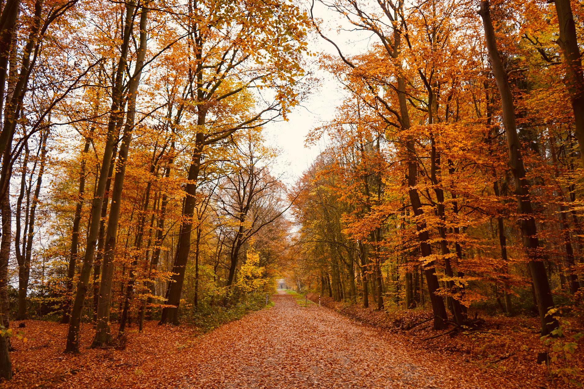 Kentucky Bourbon Trail Fall Foliage Itinerary: The 2026 Peak Color Route