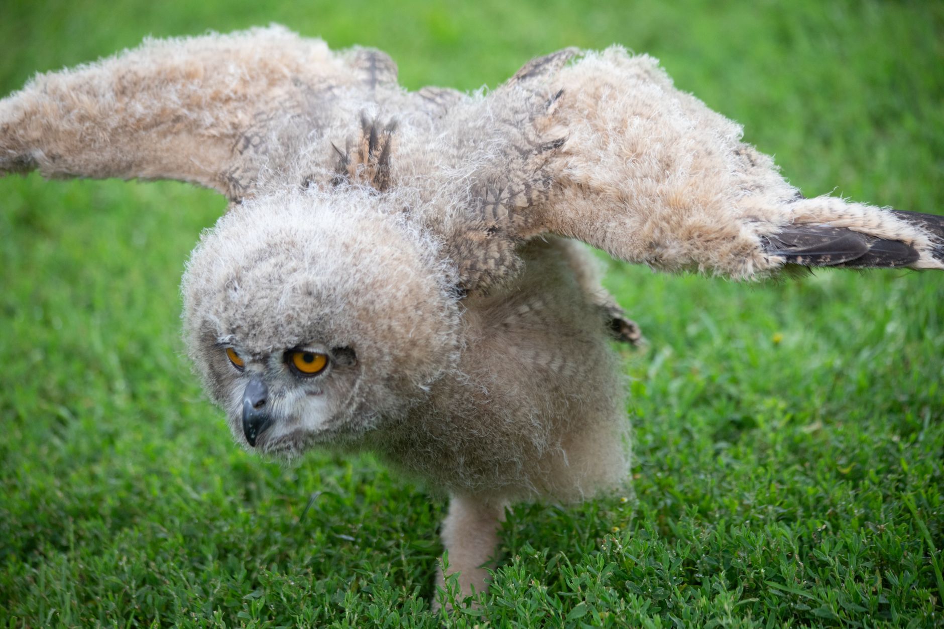 Kentucky Owl Batch 13 Price Worth It? We Put It to the Real-World Test