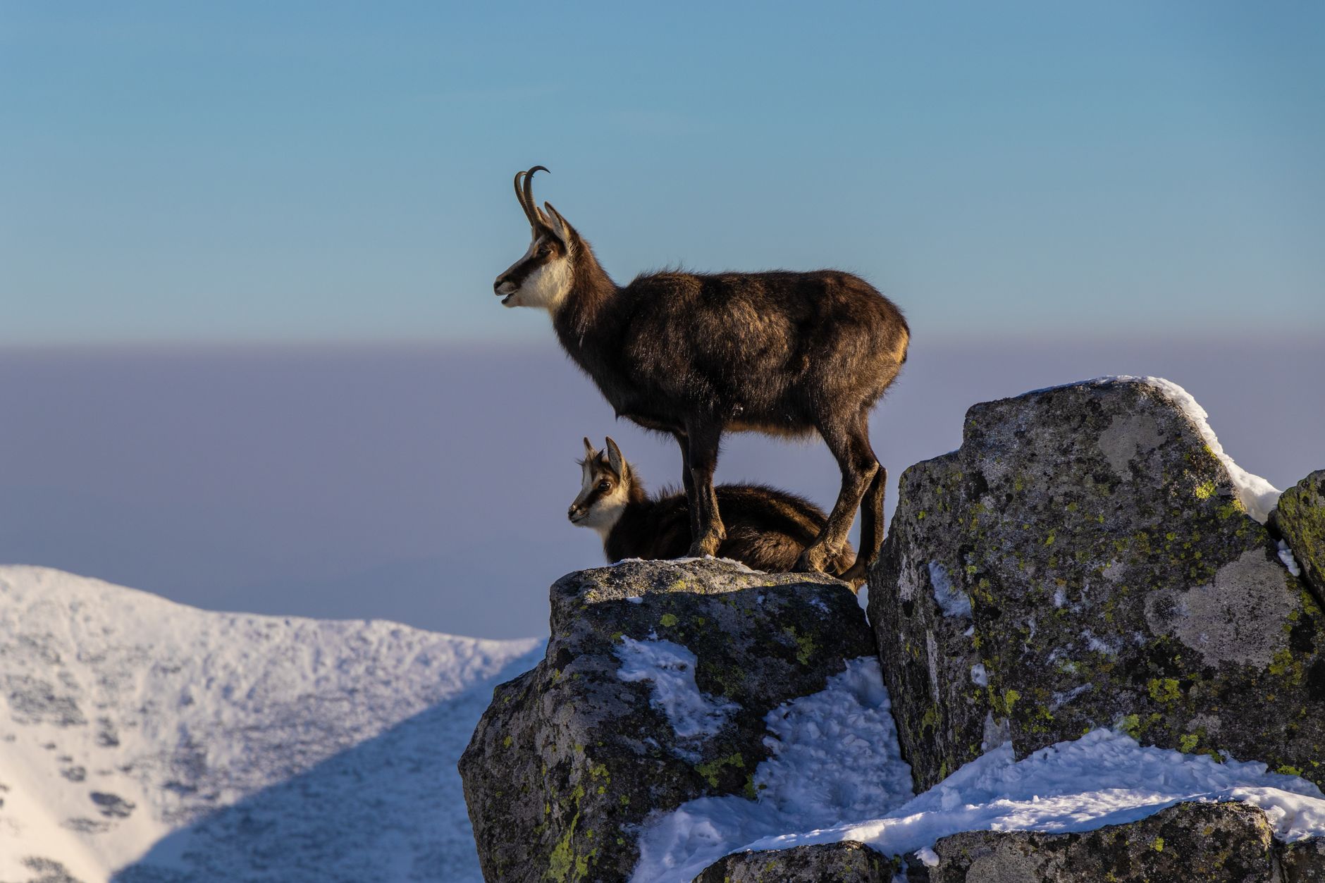 Mountain Estate Sale Hunting Tips: How Altitude Changes Everything About Your Finds