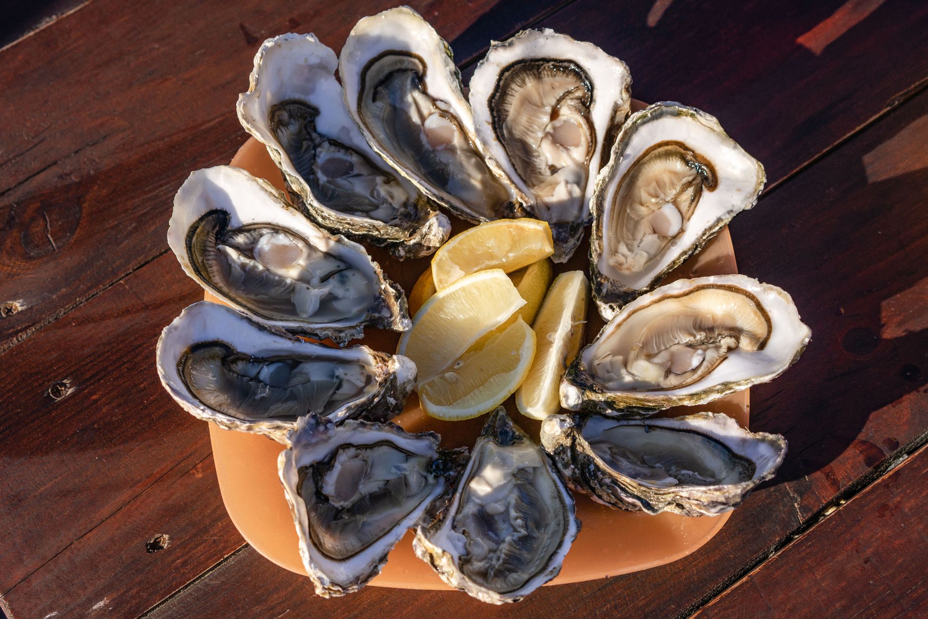 Oyster Plate Identification Guide for Beginners: Spot the $500+ Finds Hiding in Plain Sight
