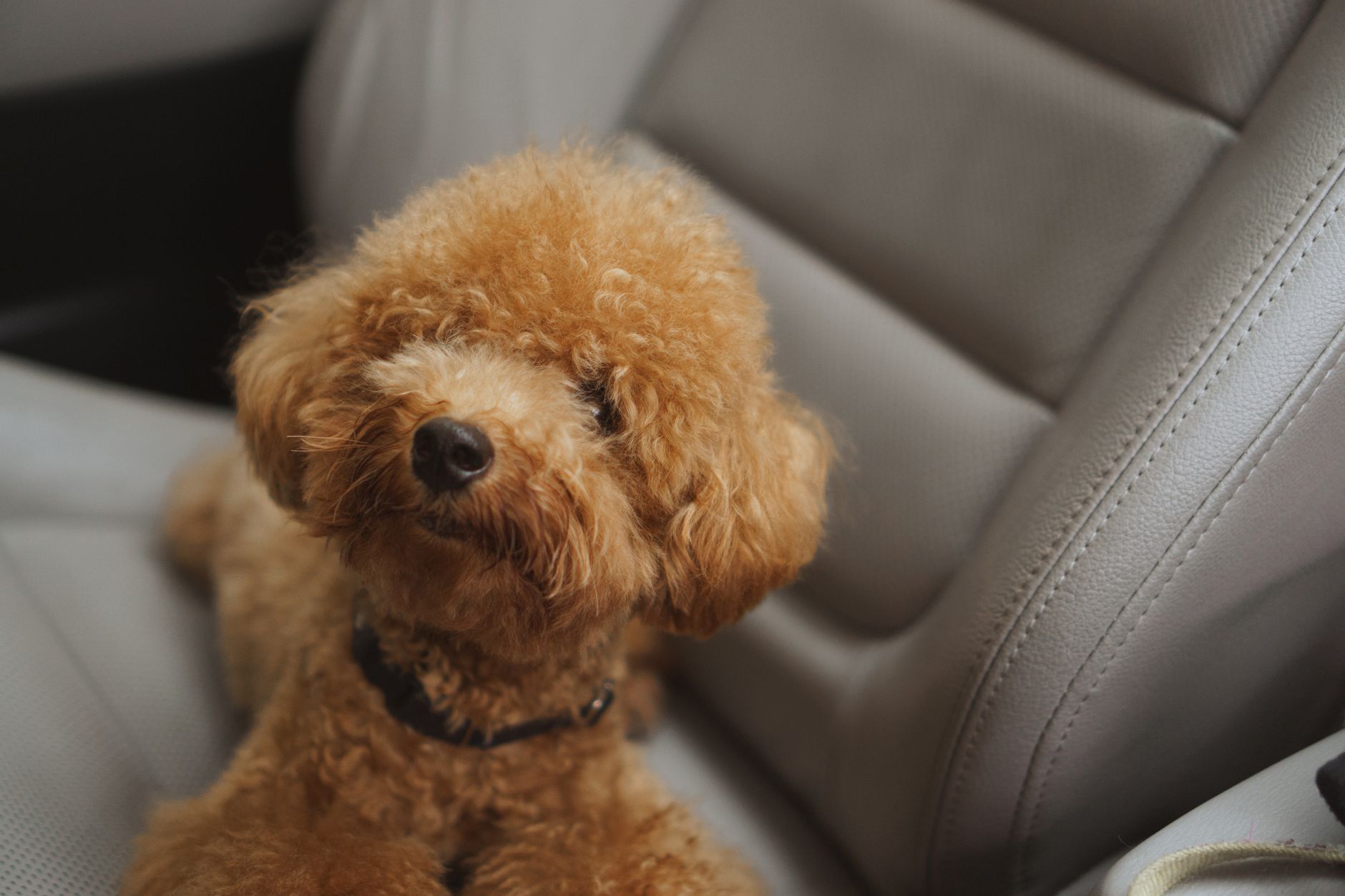 Rental Car Pet Policy Fees: The 2026 Guide to Traveling With Your Dog (Without the $400 Surprise)