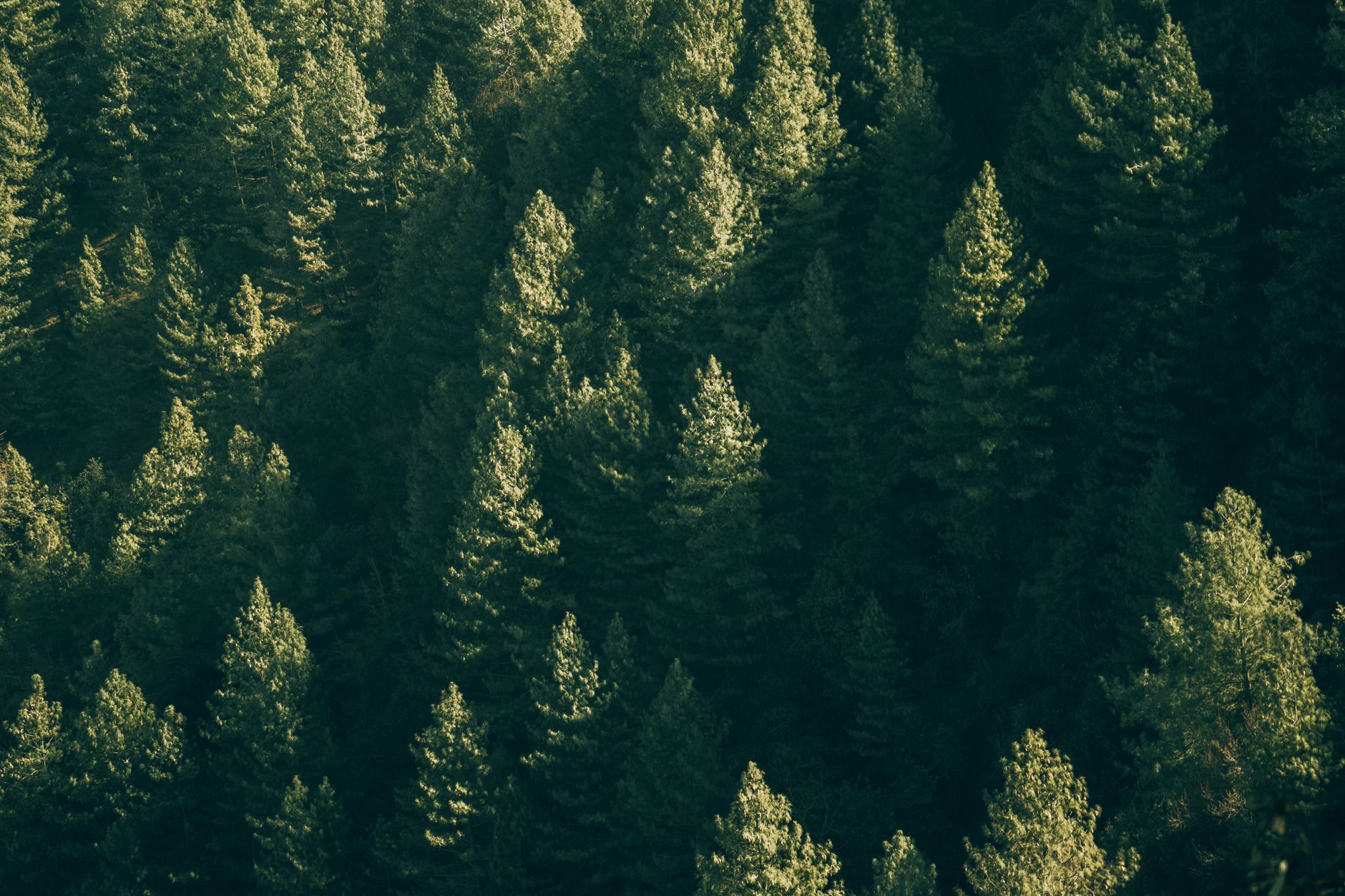 The Evergreen Content SEO Strategy That Ranks (Even When Algorithms Change)